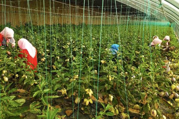 怎么种植人参果，萌发主枝时需注意修剪