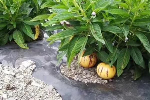 怎么种植人参果，萌发主枝时需注意修剪