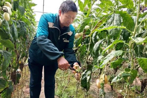 怎么种植人参果，萌发主枝时需注意修剪