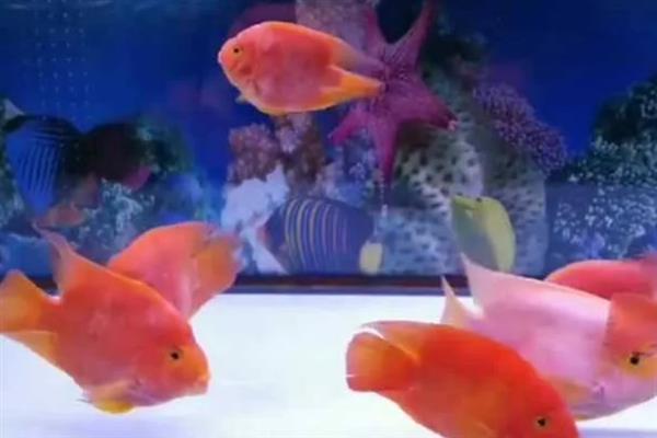 养鹦鹉鱼要经常换水吗，时常换水可确保水中氧气充足