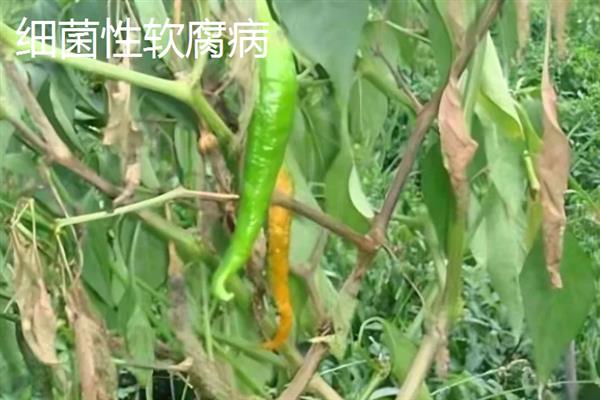 辣椒烂根如何解决，出现积水时要开沟排水