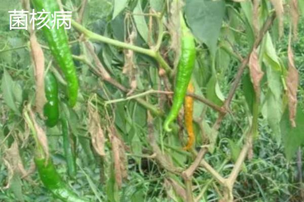 辣椒烂根如何解决，出现积水时要开沟排水
