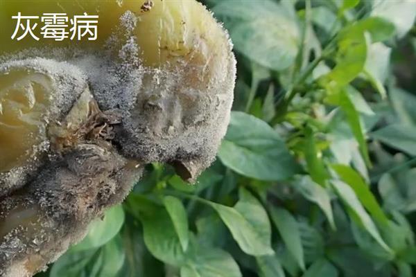 辣椒烂根如何解决，出现积水时要开沟排水
