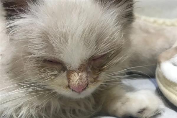 猫咪眼睛流脓睁不开如何处理，用生理盐水清洗眼睛并做好卫生工作
