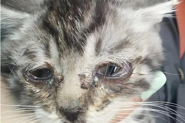 猫咪眼睛流脓睁不开如何处理，用生理盐水清洗眼睛并做好卫生工作