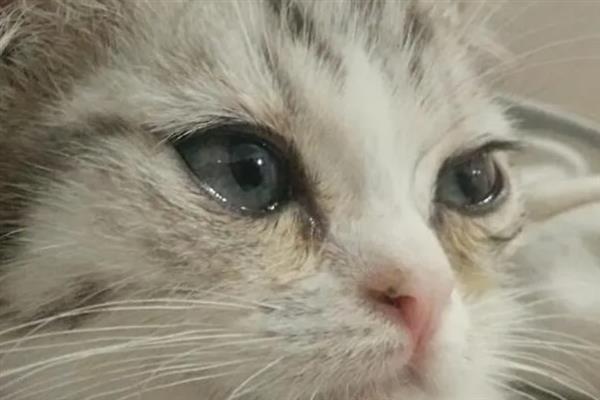 猫咪眼睛流脓睁不开如何处理，用生理盐水清洗眼睛并做好卫生工作