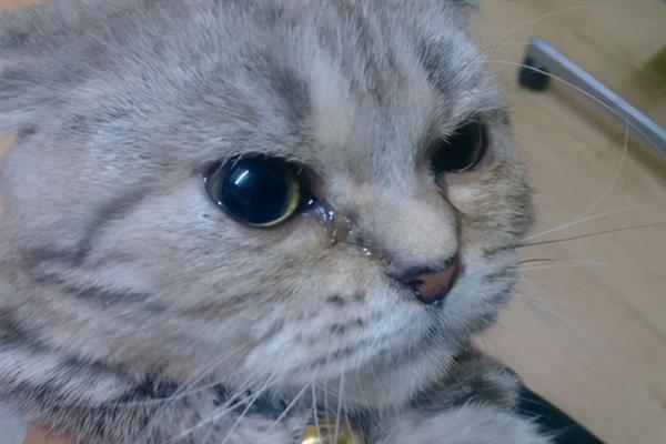 猫咪眼睛流脓睁不开如何处理，用生理盐水清洗眼睛并做好卫生工作