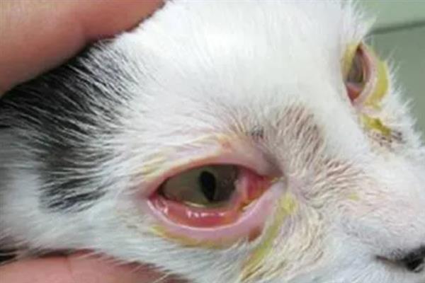 猫咪眼睛流脓睁不开如何处理，用生理盐水清洗眼睛并做好卫生工作