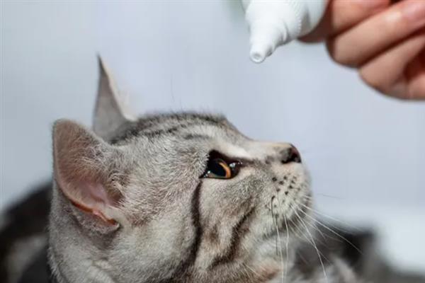 猫咪眼睛流脓睁不开如何处理，用生理盐水清洗眼睛并做好卫生工作