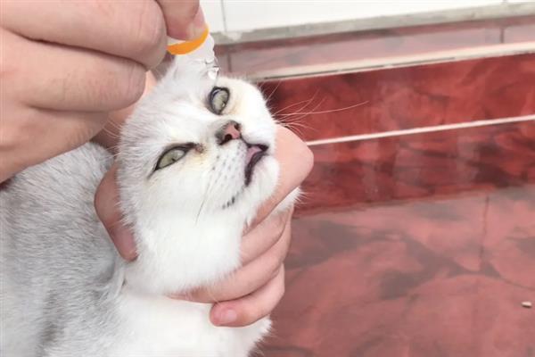 猫咪眼睛流脓睁不开如何处理，用生理盐水清洗眼睛并做好卫生工作