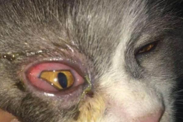 猫咪眼睛流脓睁不开如何处理，用生理盐水清洗眼睛并做好卫生工作