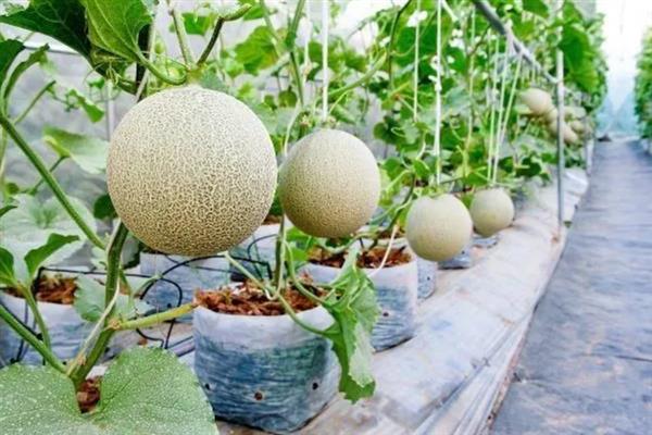 南方什么时候种植哈密瓜，主要集中在1-2月份和8-9月份