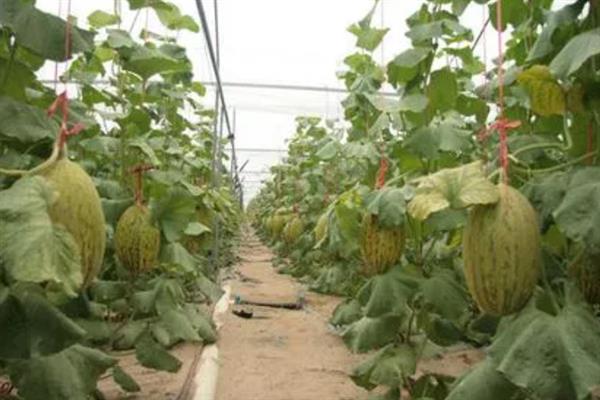 南方什么时候种植哈密瓜，主要集中在1-2月份和8-9月份