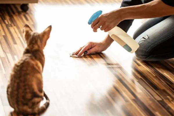 猫咪眼睛流脓睁不开如何处理，用生理盐水清洗眼睛并做好卫生工作