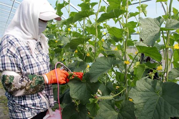 南方什么时候种植哈密瓜，主要集中在1-2月份和8-9月份