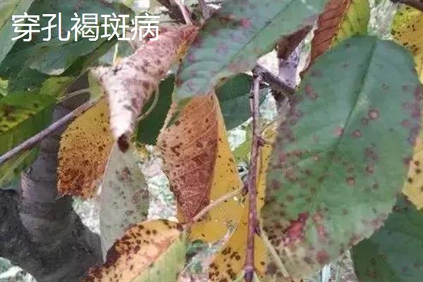 大叶伞叶片出油的原因,可能是遭受了介壳虫的危害