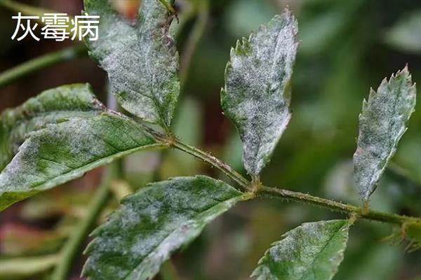 大叶伞叶片出油的原因,可能是遭受了介壳虫的危害