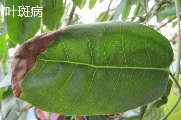 大叶伞叶片出油的原因,可能是遭受了介壳虫的危害