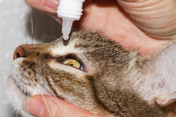 猫咪眼睛流脓睁不开如何处理，用生理盐水清洗眼睛并做好卫生工作