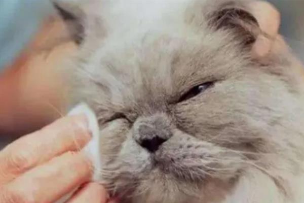 猫咪眼睛流脓睁不开如何处理，用生理盐水清洗眼睛并做好卫生工作