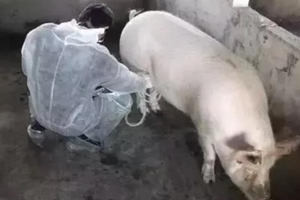 母猪空怀4个月如何处理，肌注前列烯醇等它发情后再配种