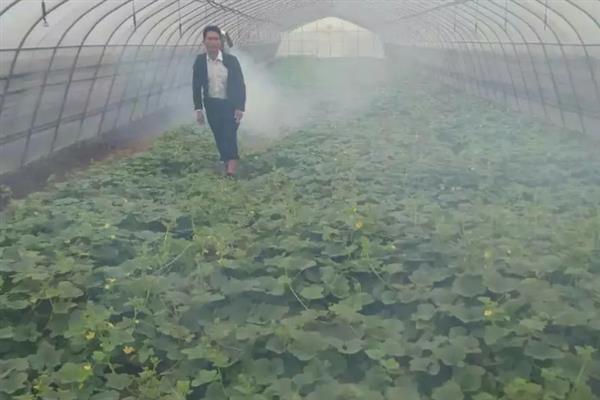 大棚黄瓜的施肥方法，增施有机肥能提高产量