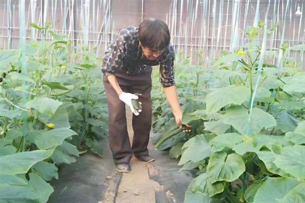 大棚黄瓜的施肥方法，增施有机肥能提高产量