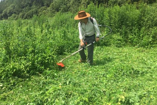 党参的田间管理技术，在定植后要浇足定根水
