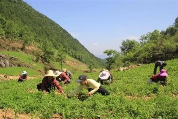 党参的田间管理技术，在定植后要浇足定根水