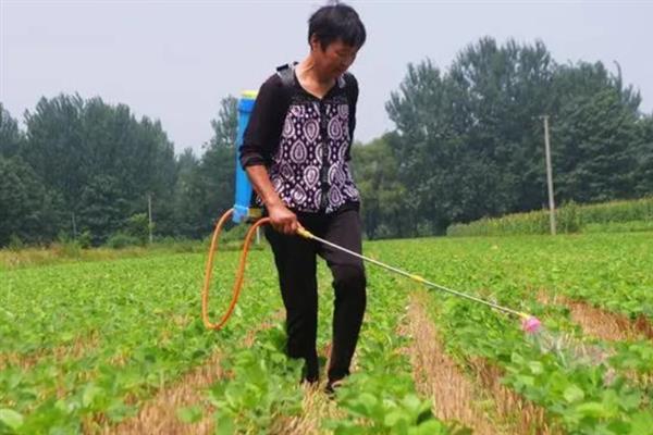 党参的田间管理技术，在定植后要浇足定根水