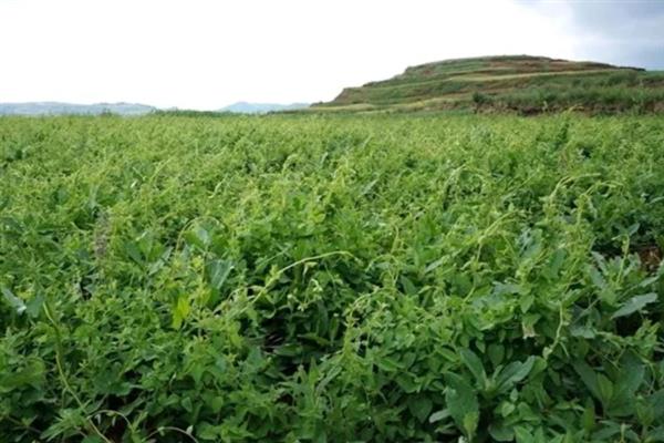 党参的田间管理技术，在定植后要浇足定根水