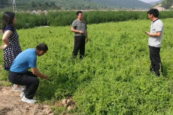 党参的田间管理技术，在定植后要浇足定根水