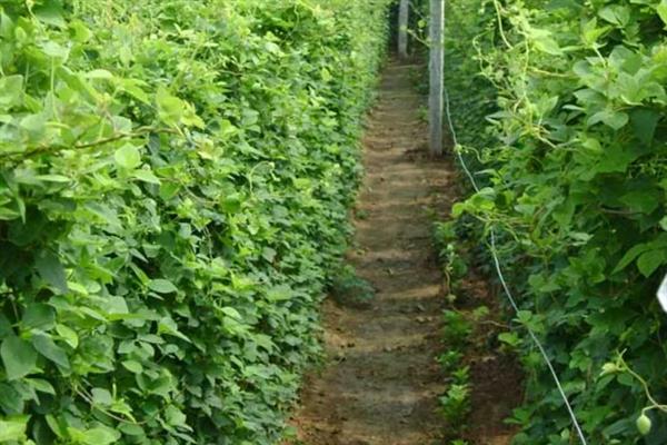 党参的田间管理技术，在定植后要浇足定根水