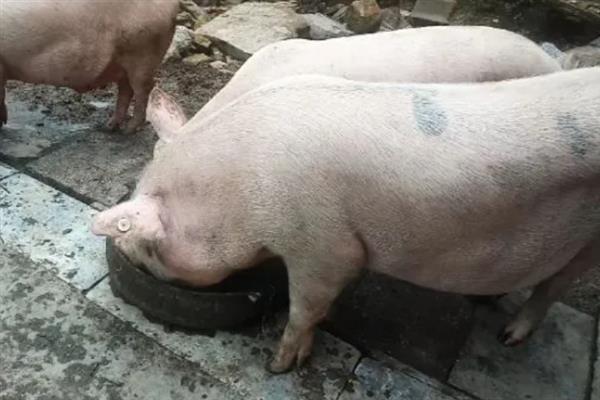 怎么饲喂母猪，妊娠前期多喂青饲料
