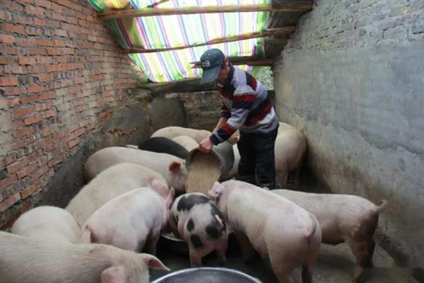 怎么饲喂母猪，妊娠前期多喂青饲料