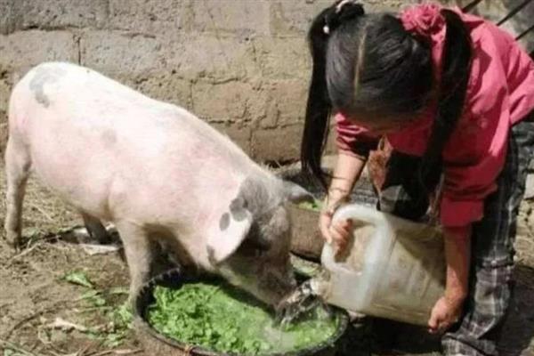 怎么饲喂母猪，妊娠前期多喂青饲料
