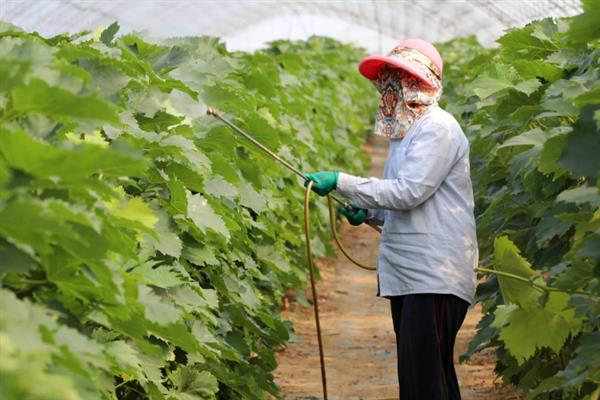 葡萄苗一亩地可以扦插多少株，通常为148-333株/亩
