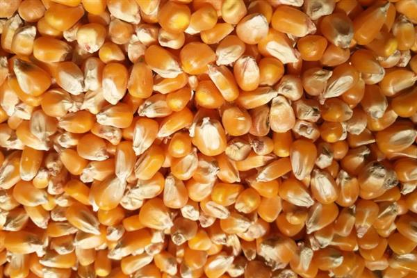 玉米种子大小不一产生原因，授粉后胚可能未分化或停止分化