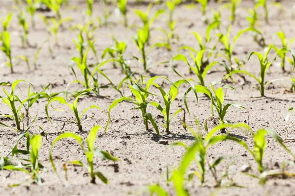 玉米种子大小不一产生原因，授粉后胚可能未分化或停止分化