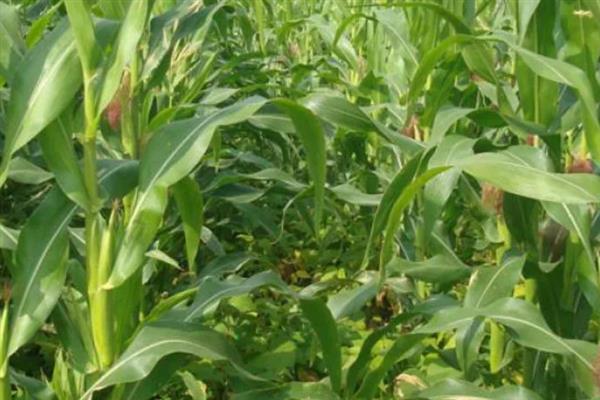 玉米种子大小不一产生原因，授粉后胚可能未分化或停止分化