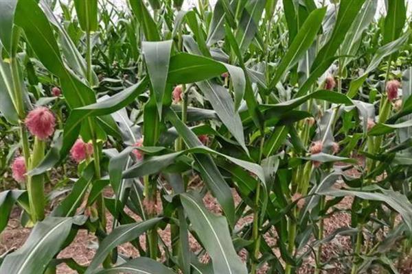 玉米种子大小不一产生原因，授粉后胚可能未分化或停止分化