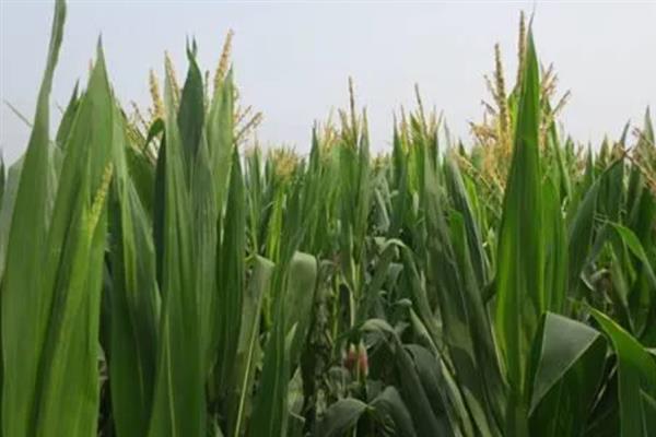 玉米种子大小不一产生原因，授粉后胚可能未分化或停止分化