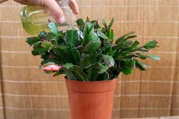 蟹爪兰长花苞时如何浇水，适合每隔7-10天浇一次