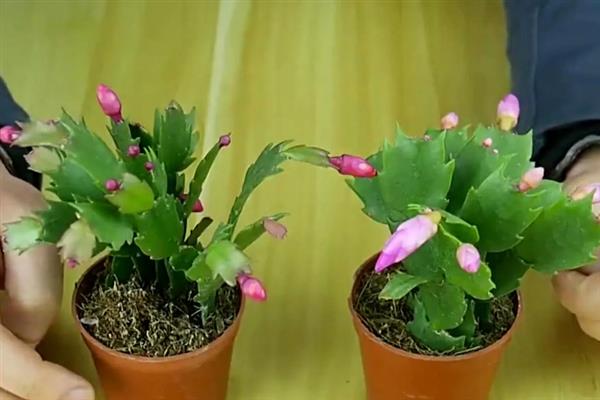 蟹爪兰长花苞时如何浇水，适合每隔7-10天浇一次