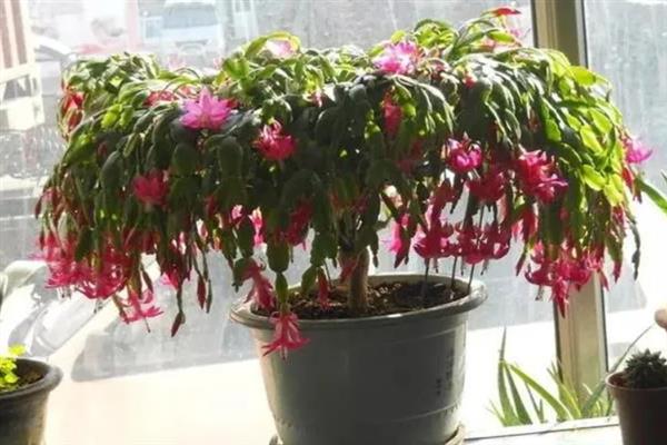 蟹爪兰长花苞时如何浇水，适合每隔7-10天浇一次