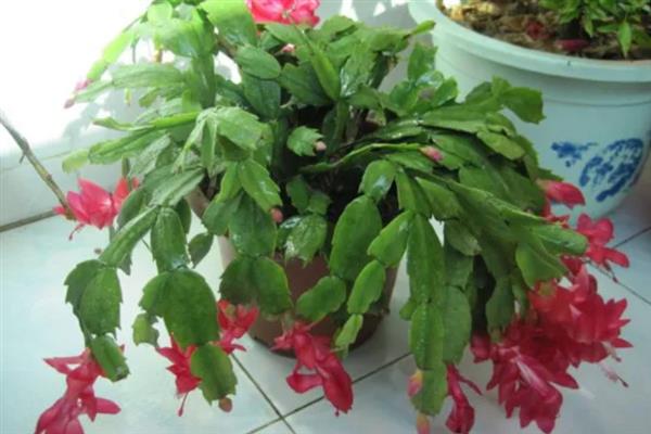 蟹爪兰长花苞时如何浇水，适合每隔7-10天浇一次