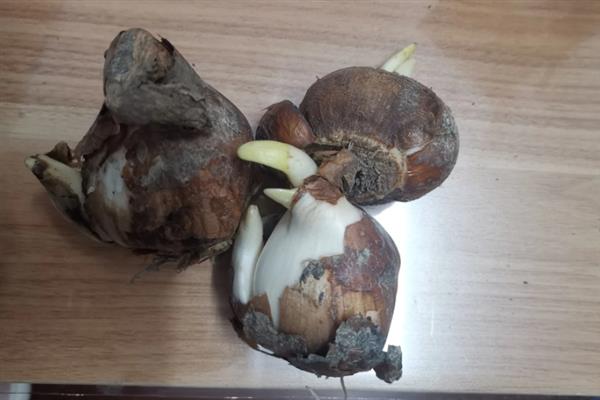 盆栽水仙花如何养护，每天要晒光10小时