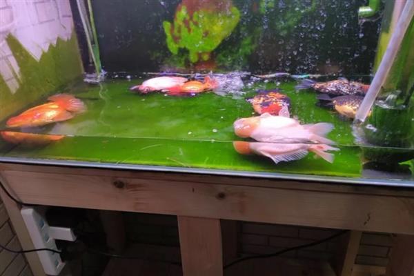 鹦鹉鱼在鱼缸底平躺的原因，属于正常情况或患上了水霉病、鱼鳔失衡症