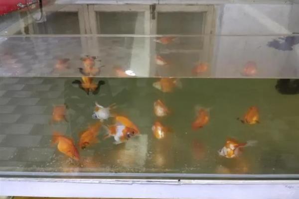 鹦鹉鱼在鱼缸底平躺的原因，属于正常情况或患上了水霉病、鱼鳔失衡症
