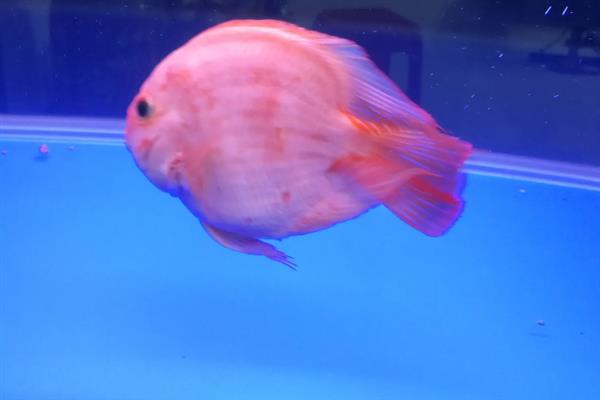 鹦鹉鱼在鱼缸底平躺的原因，属于正常情况或患上了水霉病、鱼鳔失衡症